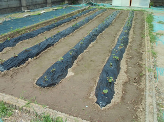 Photo_11